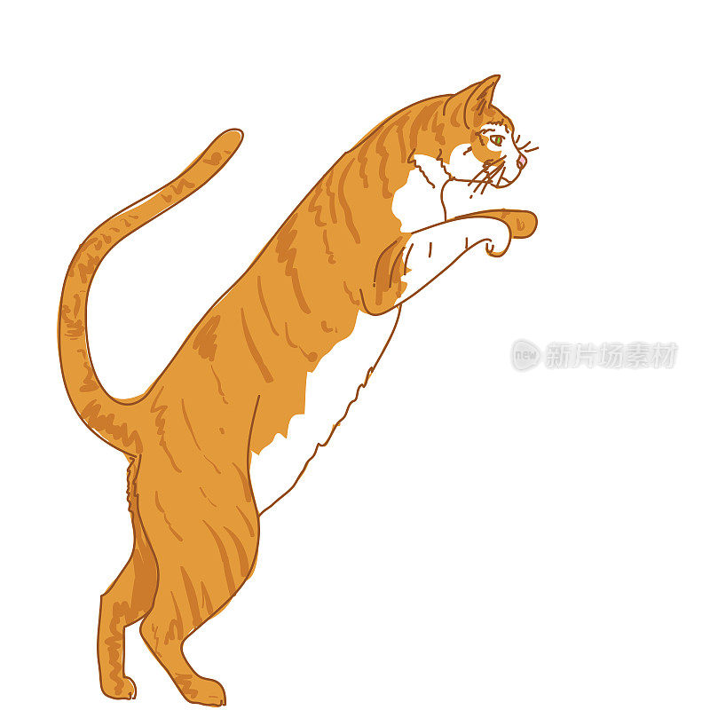 Orange Tabby Cat Jumping